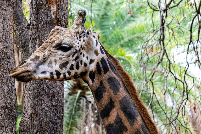 Tanzania: 4-Day Mid-Range Tour Tara, Serengeti & Ngorongoro