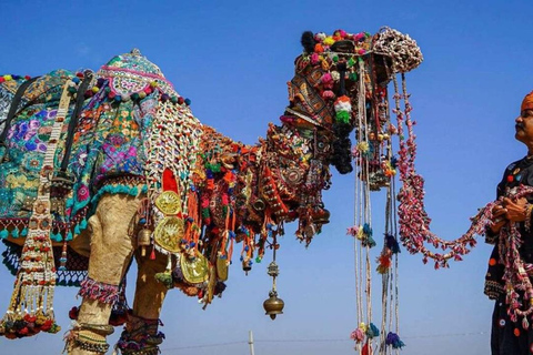 Vanuit Jaipur: Privé dagtrip Ajmer &amp; Pushkar op dezelfde dag