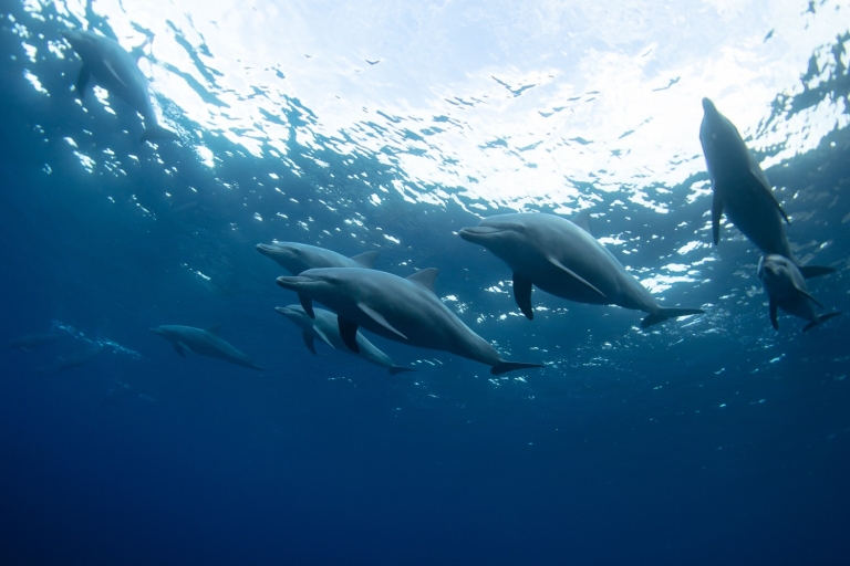 Punta Cana : Baignades et interactions avec les dauphinsBaignade avec les dauphins