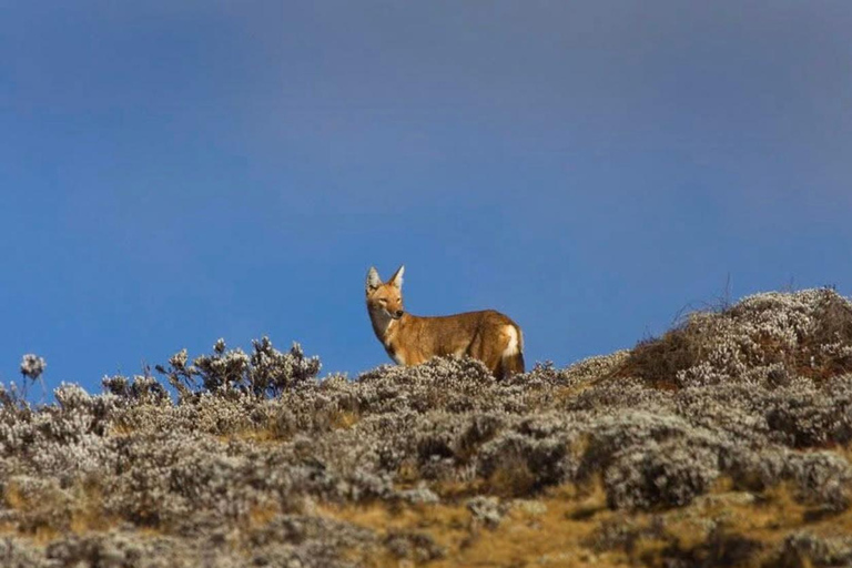 Addis Ababa: 6-Day Bale Mountains Guided Tour with Meals