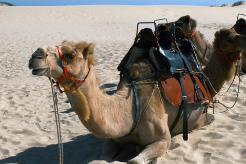 Hunter Valley Winery, Port Stephens Sand Dunes Adventures Winery Experience, Meet at Furama Darling Harbour