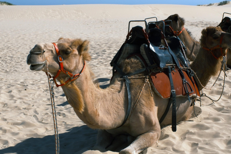 Hunter Valley Winery, Port Stephens Sand Dunes Adventures Winery Experience, Meet at Furama Darling Harbour