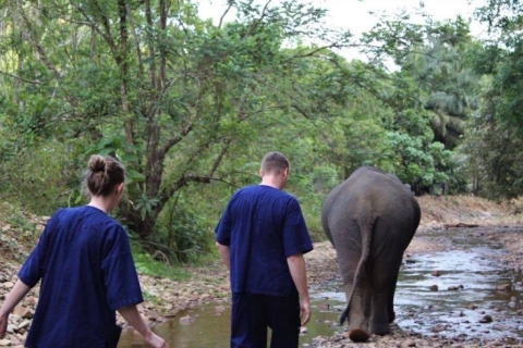 Khao Lak: Experiencia única en el Santuario Ético de Elefantes al AtardecerKhao Lak: Experiencia ética única con elefantes al anochecer