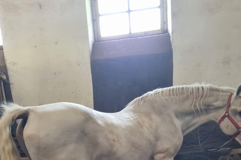 Myths, Horses & Monks – A Transylvanian Storytelling Journey