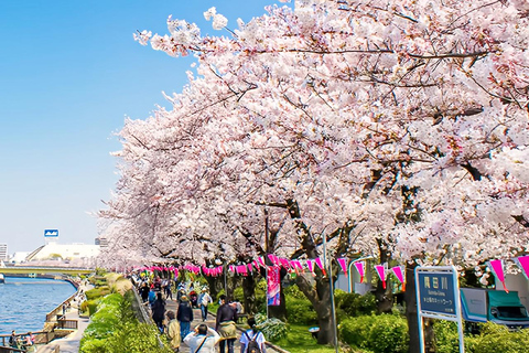 Cherry Blossom Seasonal Special: Classic Tokyo Day Tour Includes beef set meal