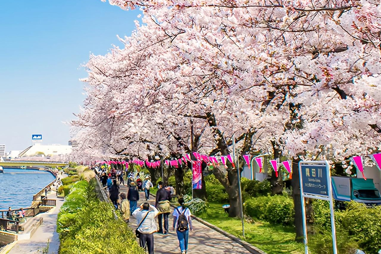 Cherry Blossom Seasonal Special: Classic Tokyo Day Tour Includes beef set meal