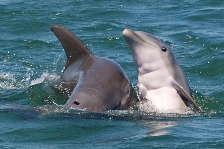 Key West: Katamaran Tour zur Hai- und Wildtierbeobachtung