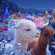 Nami and K-Garden with Opt. Alpaca Winter Tour from Seoul - 2026