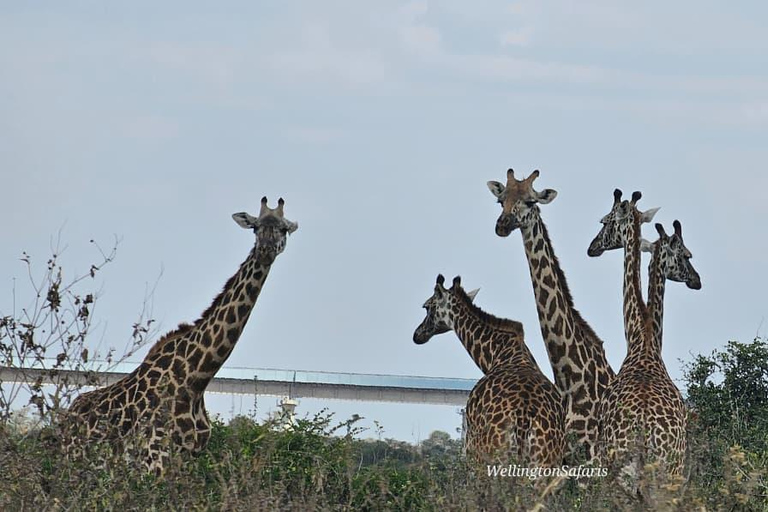Nairobi National Park Half Day Guided Safaris in 4x4 Vehicle Private Half Day Guided Safaris in 4x4 Open roofed Van