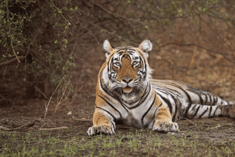 From Delhi: 4-Day Agra, Ranthambore & Jaipur Guided Tour Tour with 5-Star Accommodation