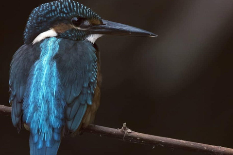 Bentota/Beruwala: Galle Fort, Koggala Lake & Kayaking Tour