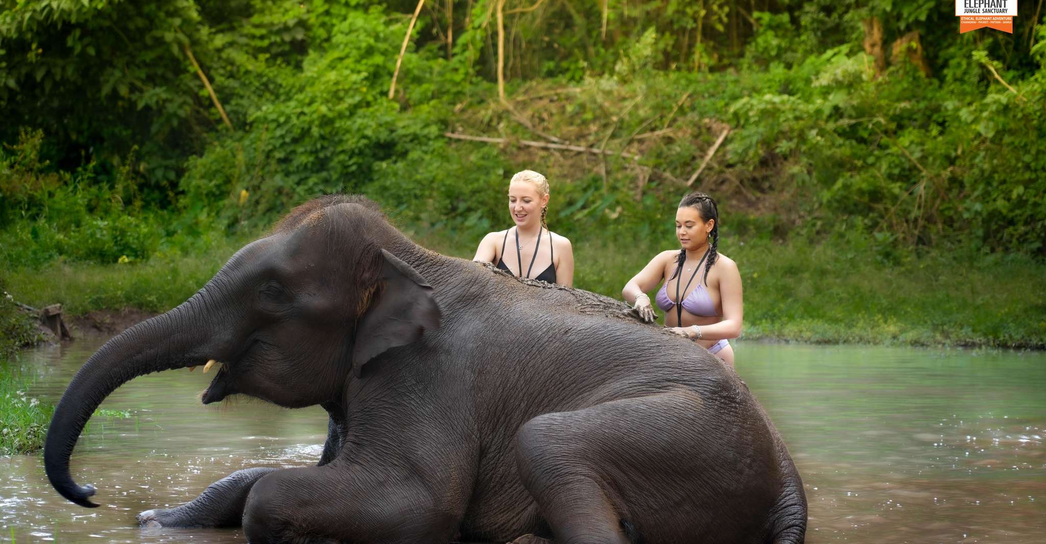 Chiang Mai, Elephant Jungle Sanctuary con almuerzo y traslado - Housity