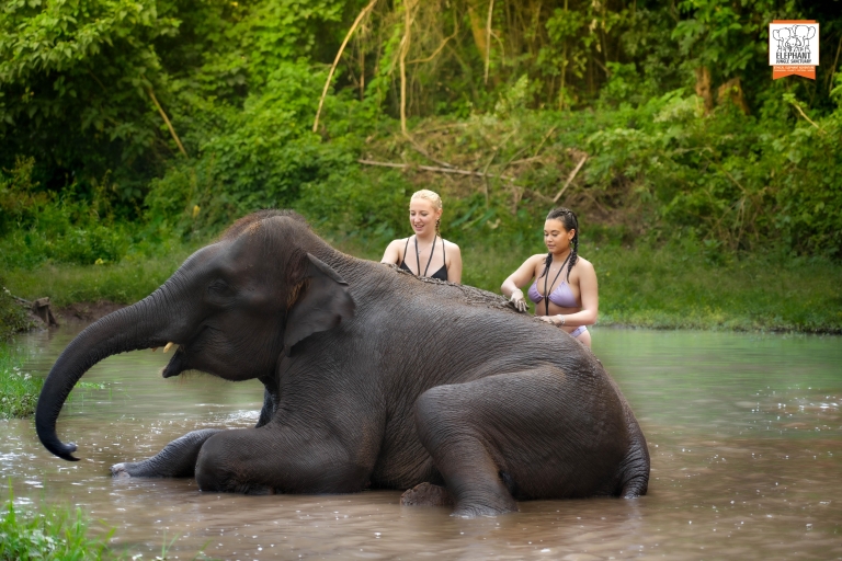 Chiang Mai: Olifanten Jungle Heiligdom met Lunch & TransferChiang Mai: Hele dag olifanten jungle heiligdom tour