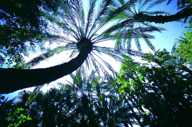 Elche: Ingresso para o Jardim Artístico Nacional Huerto del Cura
