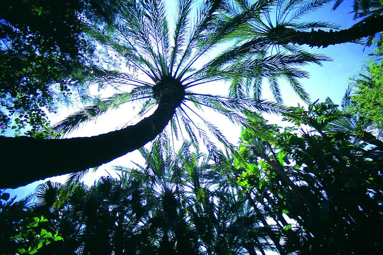 Elche: bilet wstępu do Narodowego Ogrodu Artystycznego Huerto del CuraElche: Bilet wstępu do Narodowego Ogrodu Artystycznego Huerto del Cura