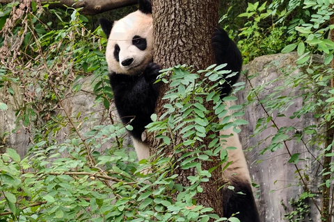 Nanjing: Hongshan Forest Zoo and Giant Panda Sanctuary