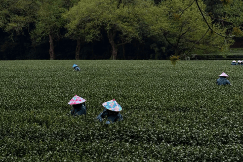Meijiawu Authentic Longjing Tea Cultural Half-Day Experience Longjing Green Tea Picking & Roasting & Tasting 2-3hours
