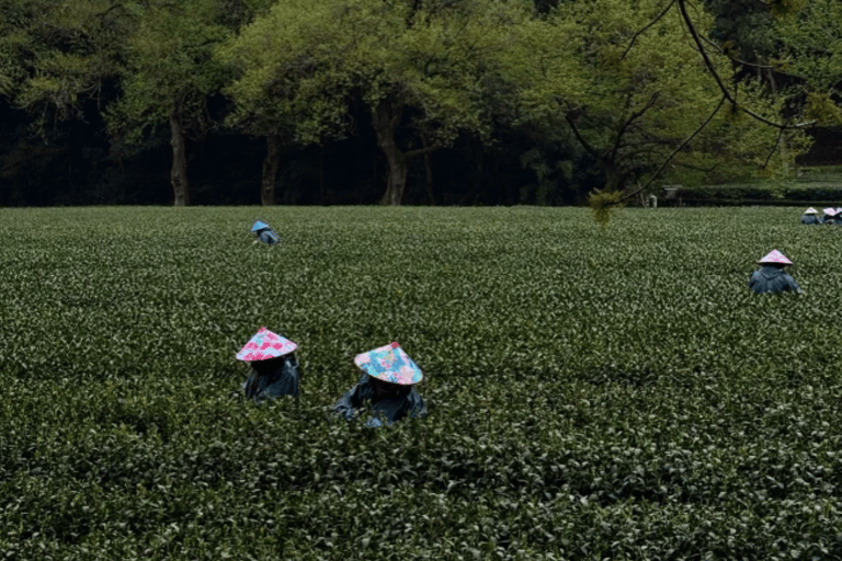Meijiawu Authentic Longjing Tea Cultural Half-Day Experience Longjing Green Tea Picking & Roasting & Tasting 2-3hours