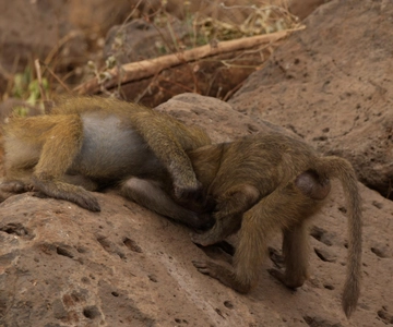 A Day in Lake Manyara National Park