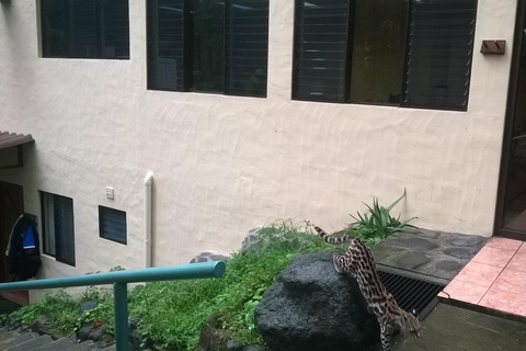 San José: La Fortuna Transfer with Coffee Tour at Doka Farm