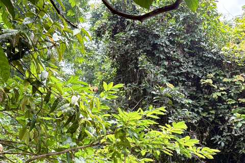 Langkawi Jungle Trekking &amp; Live Cooking Adventure