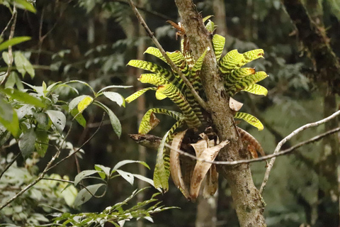 San Paolo: Escursione nella foresta atlantica con un biologoSan Paolo: Escursione di un giorno nella foresta atlantica con un biologo