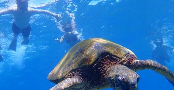 Panglao: Balicasag Island Tour with Turtle & Dolphin Watching