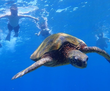 Panglao:Excursão à ilha de Balicasag com observação de tartarugas e golfinhos