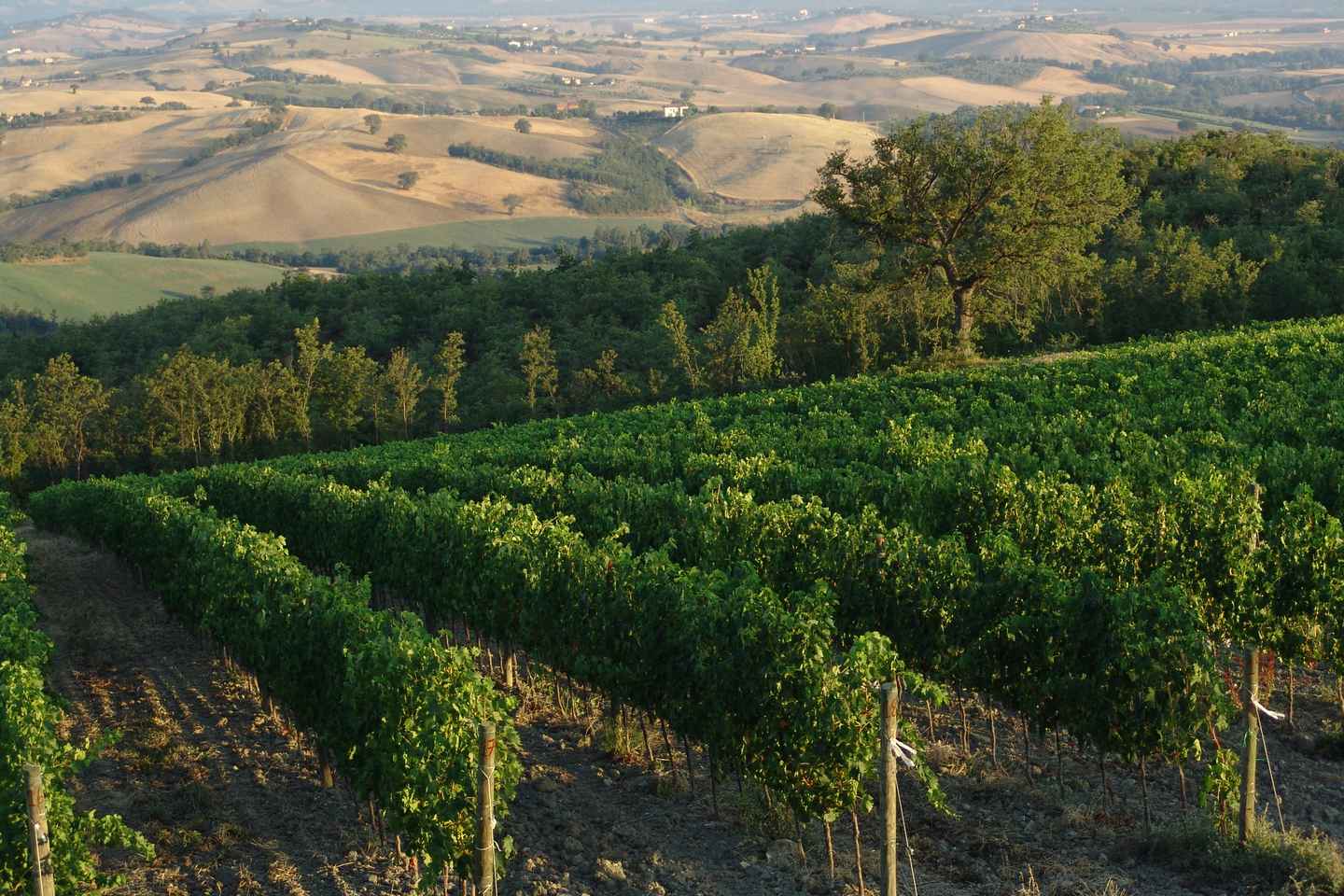 Visita in cantina panoramica con degustazione di vini Biologici premiati