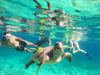 Paphos: Viagem de Snorkeling com Tartaruga