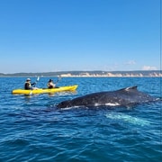Noosa: Epic Whale Watching Ocean Kayak Tour & Beach 4X4 Noosa: Epic Whale Watching Ocean Kayak Tour & Beach 4X4