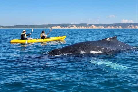 Noosa: Epic Whale Watching Ocean Kayak Tour & Beach 4X4 - Image 3