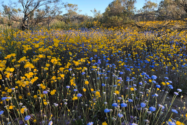 من بيرث: جولة استكشافية ليوم كامل للزهور البرية مع وجبة غداء