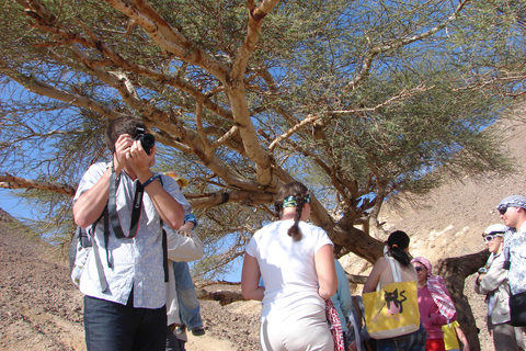 Marsa Alam: Sand Buggy Adventure with Camel Ride & Dinner