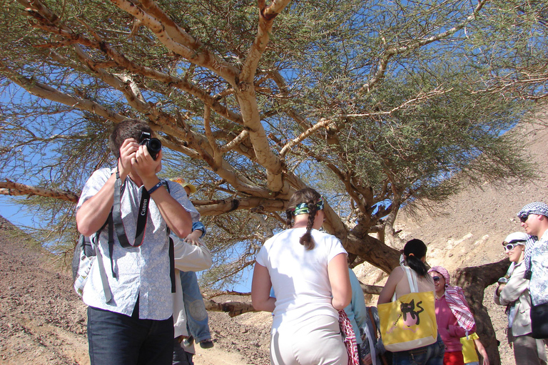 Marsa Alam: Sand Buggy Adventure with Camel Ride & Dinner