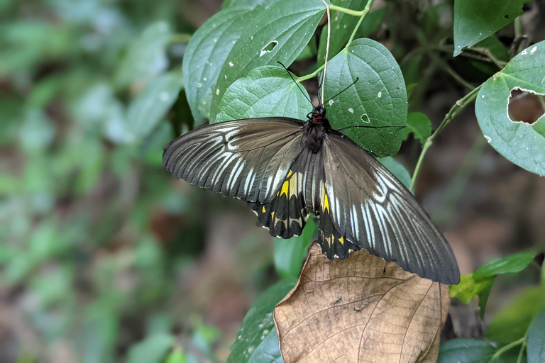 Avventura escursionistica a Dolukanda – La roccia curativa di Aristhana