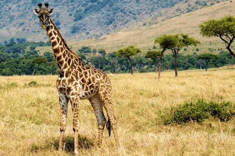 Nairóbi: excursão de meio dia ao parque nacional com Wi-Fi gratuito