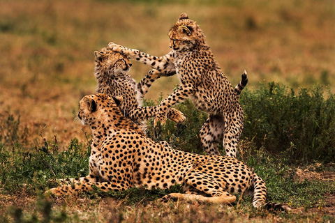 5 Days Tanzania Big 5 Safari Experience