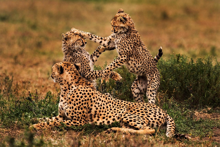 5 Days Tanzania Big 5 Safari Experience