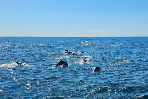 San Diego: 3 Hour Whale Watching Cruise Weekend Afternoon Whale Watching