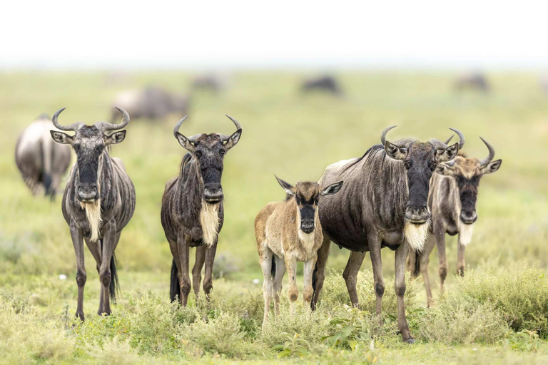 3 Días de Safari por la Fauna de Masai Mara en Jeep 4x4 Landcruiser