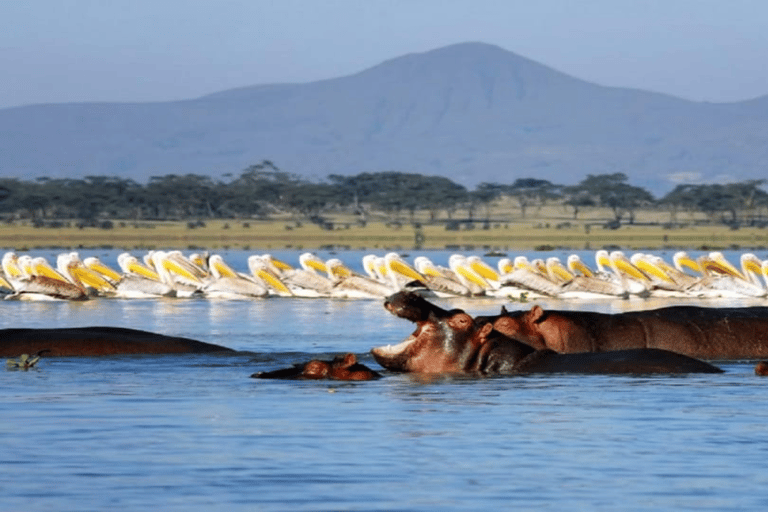 Från Nairobi: Dagstur till Nakurusjöarna och Naivasha nationalpark