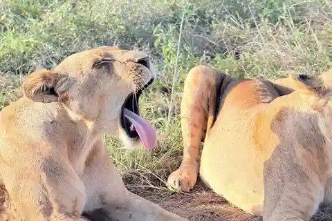 Nairobi: Parque Nacional, Orfanato de Elefantes e Centro de Girafas