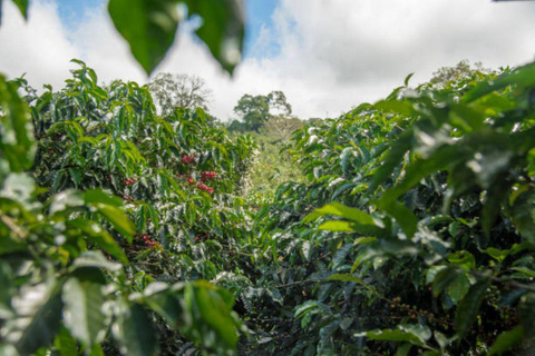 Nairobi: Half day Coffee Farm tour with a local guide