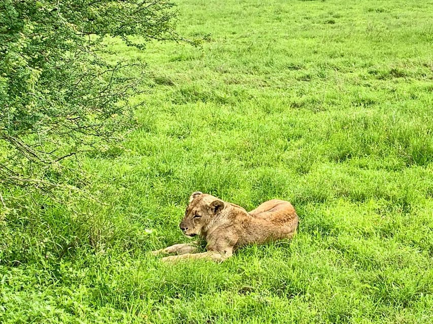 Nairobi National Park And Giraffe Center Tour Experience | GetYourGuide