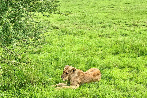 Nairobi National Park und Giraffe Center Tour Erlebnis