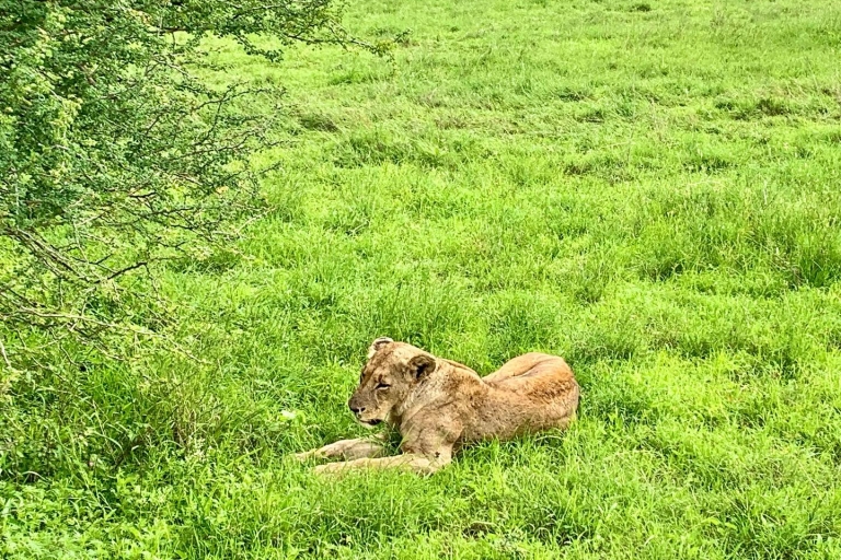 Nairobi National Park und Giraffe Center Tour Erlebnis