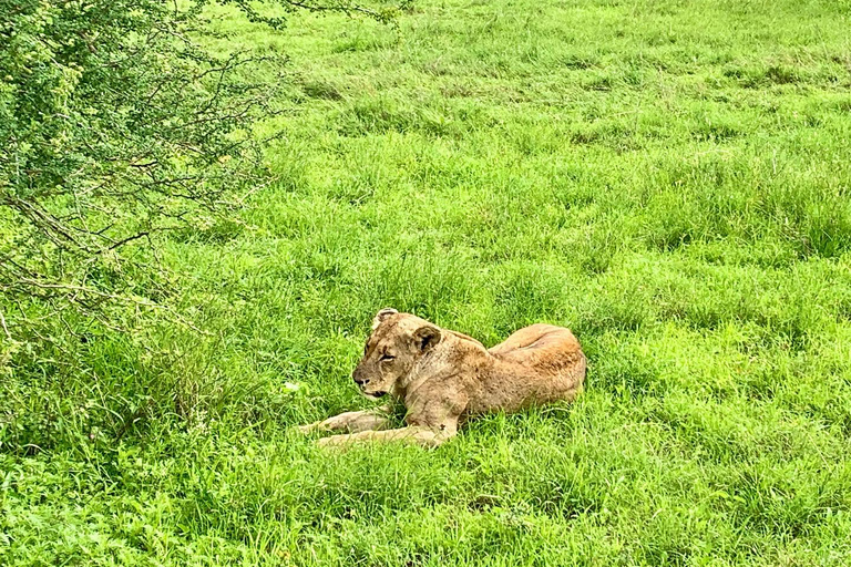 Nairobi National Park und Giraffe Center Tour Erlebnis