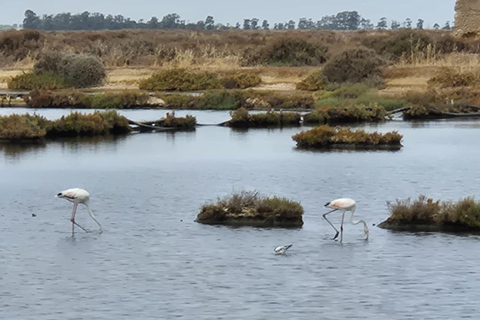 Algarve: Open Jeep Adventure, Flamingos & Ria Formosa Trip
