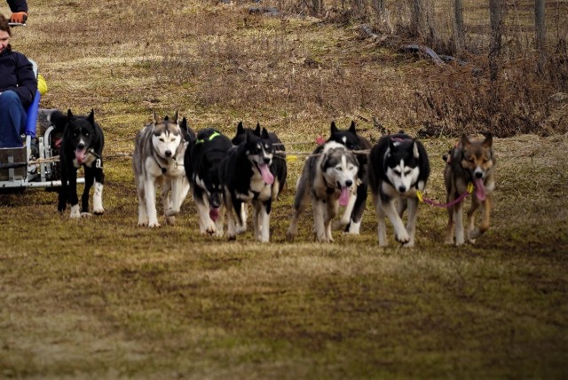 Visit SLED DOGS KENNEL VISIT TARTU COUNTRY ESTONIA in Tartu